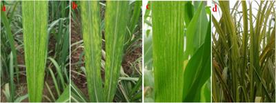 Identification of resistance to Sugarcane mosaic virus, Sugarcane streak mosaic virus, and Sugarcane bacilliform virus in new elite sugarcane accessions in India